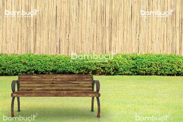 bambu cit8