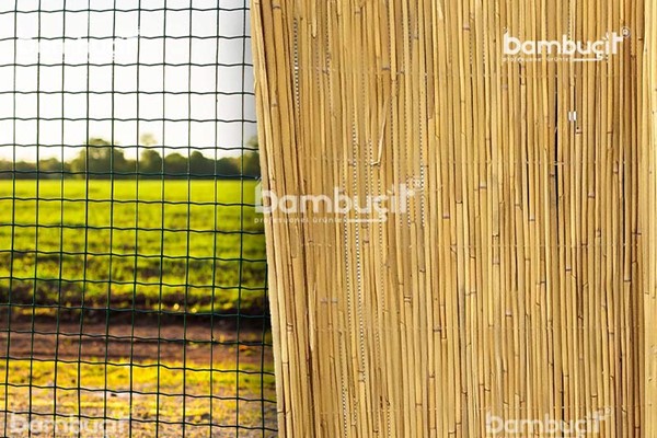 bambucit9