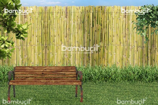 bambucit5
