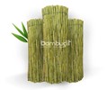 Bambu Kamış