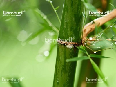 Bambu Nedir?