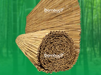 Kamış Nedir?